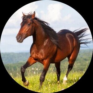 Meet your Posher, Alice